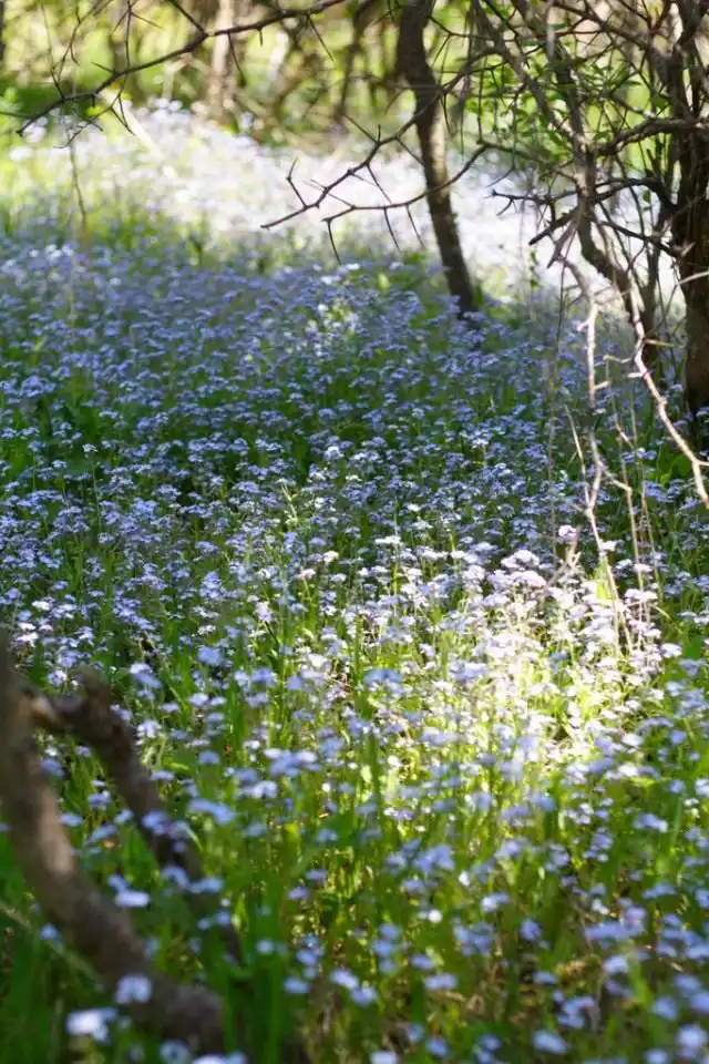 Незабудка (Myosotis)