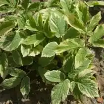 Сныть пестролистная (Aegopodium podagraria Variegata)