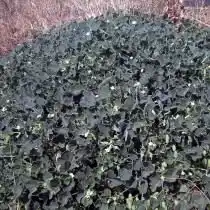 Бешеный огурец (Ecballium elaterium)