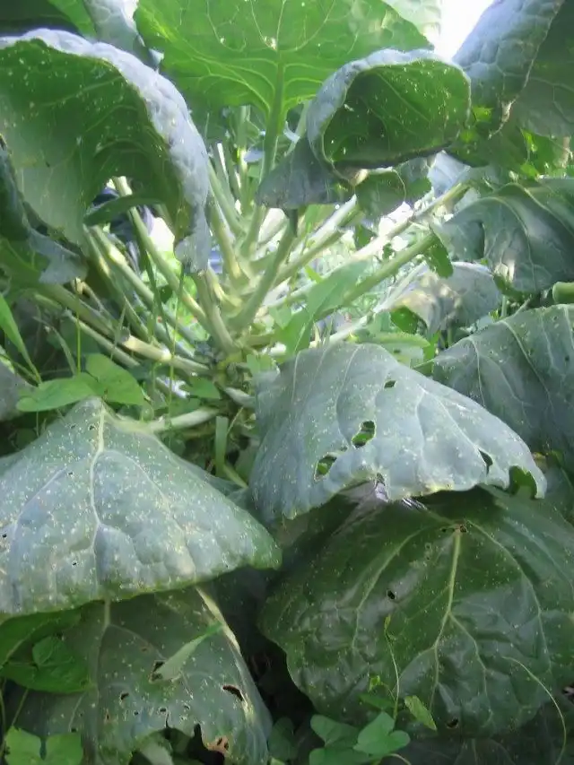 Брюссельская капуста