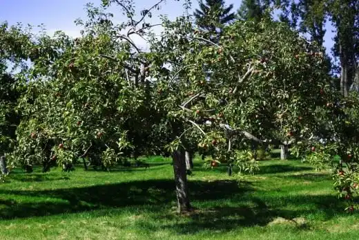 Яблоня