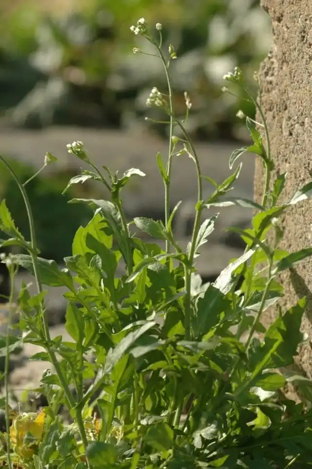 Пастушья сумка обыкновенная, или Сумочник пастуший (Capsella bursa-pastoris)