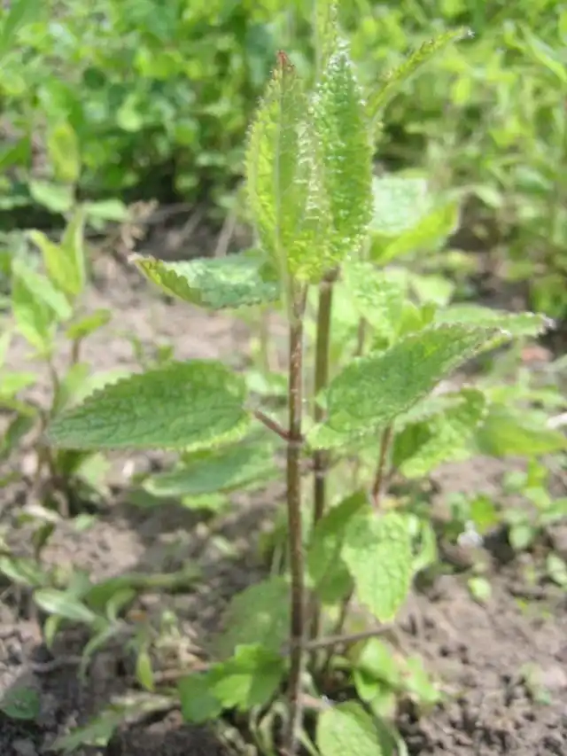 Стахис, или Китайский артишок