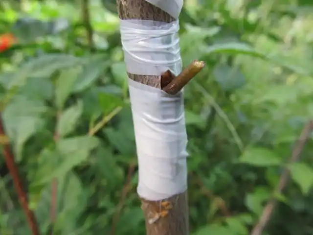 Окулировка