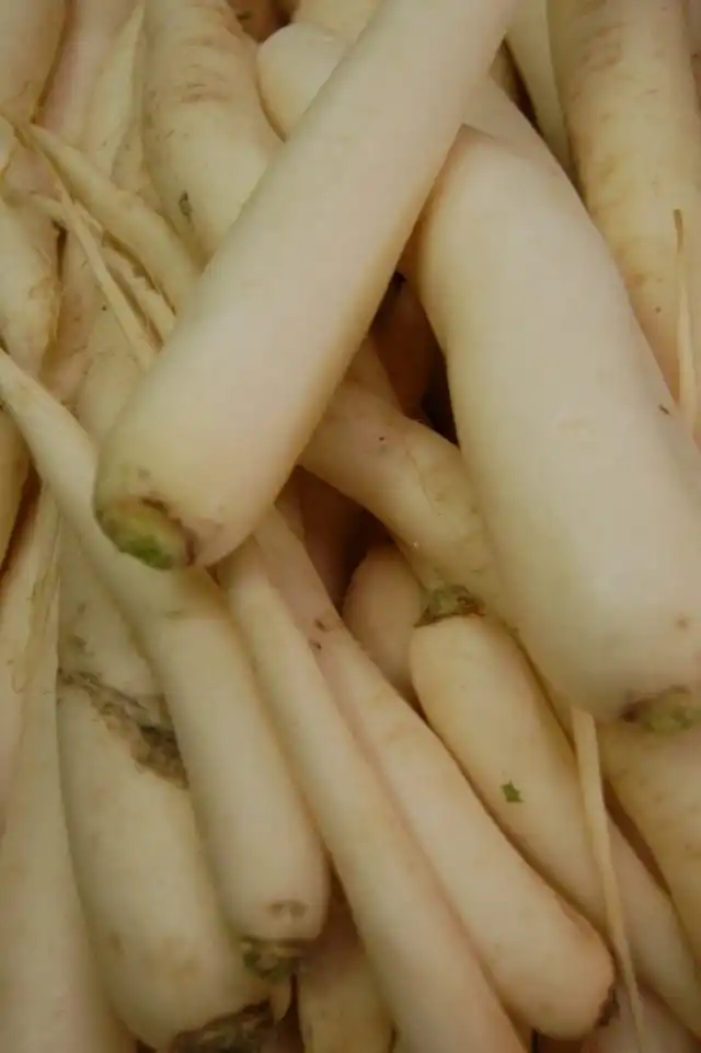 Редька (Raphanus)