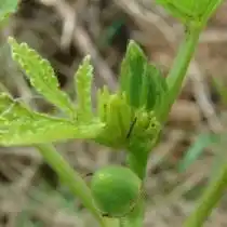 Бамия (Abelmoschus esculentus)