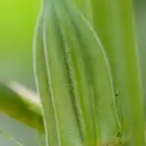 Бамия (Abelmoschus esculentus)