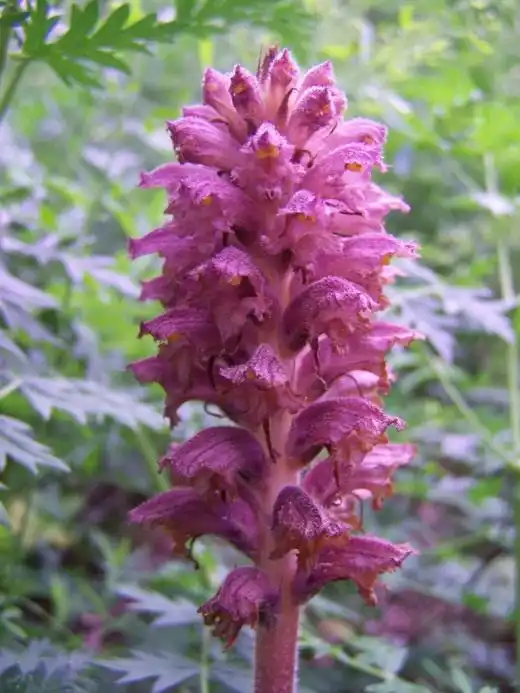 Заразиха эльзасская (Orobanche alsatica var. libanotidis)