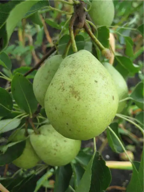 Груша, сорт "Скороспелка из Мичуринска"