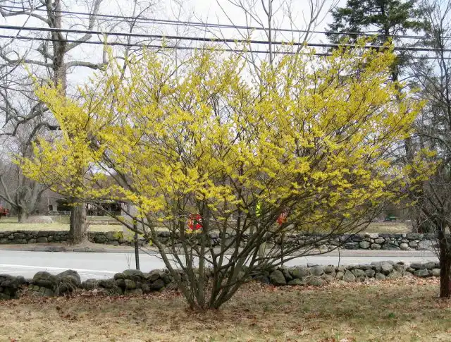 Гибрид Hamamelis × intermedia