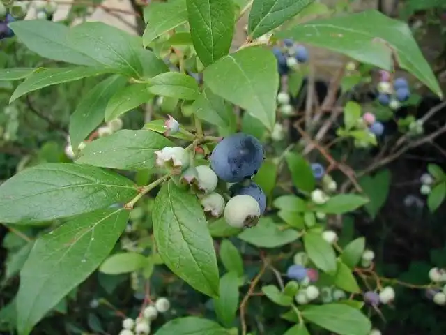 Голубика высокорослая (Vaccinium corymbosum)