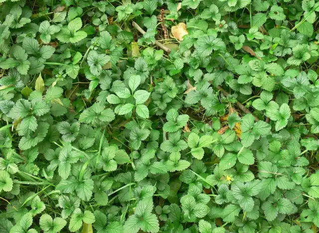 Лапчатка индийская (Potentilla indicа)