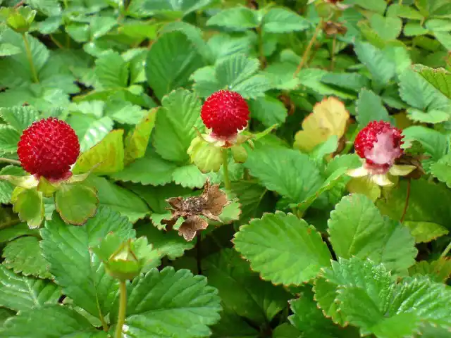 Лапчатка индийская (Potentilla indicа)