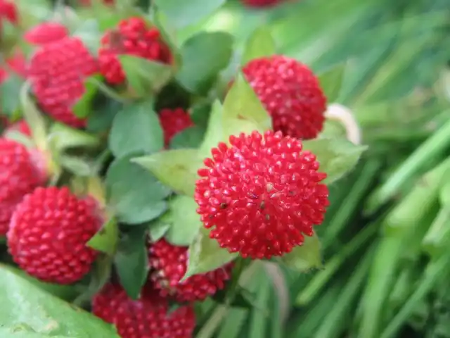 Хибна суниця. Дюшенею. Перстач