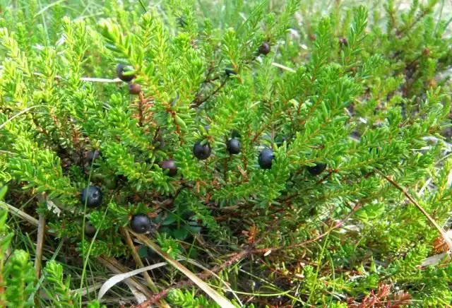 Водяника чёрная, обоеполая