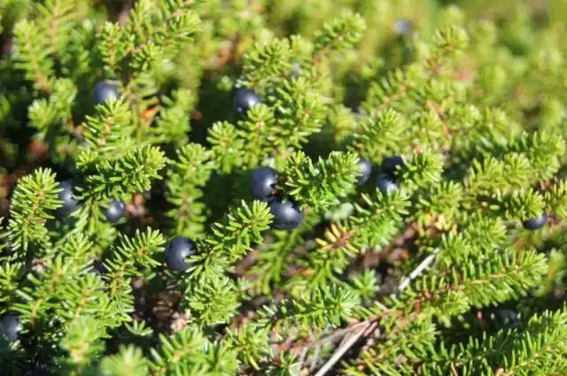 Водяника чёрная