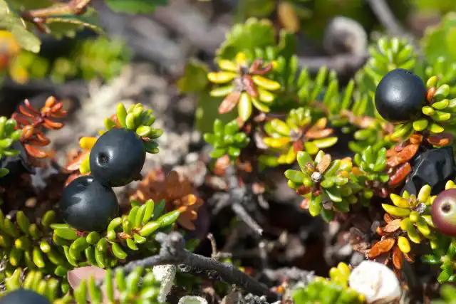 Водяника чёрная