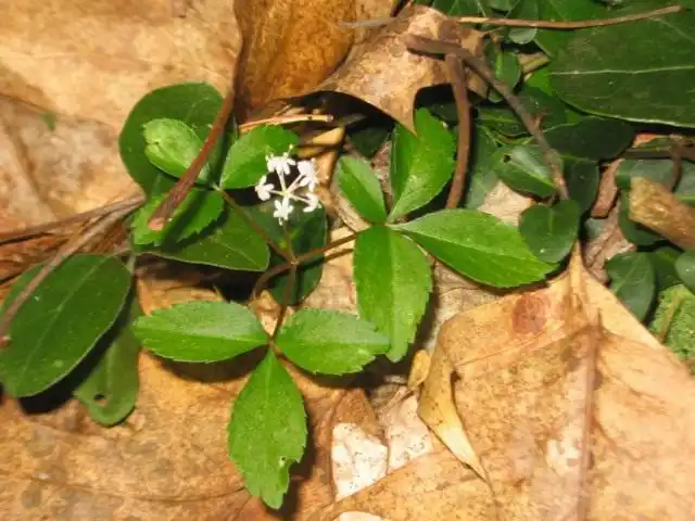 Женьшень настоящий (Panax ginseng)