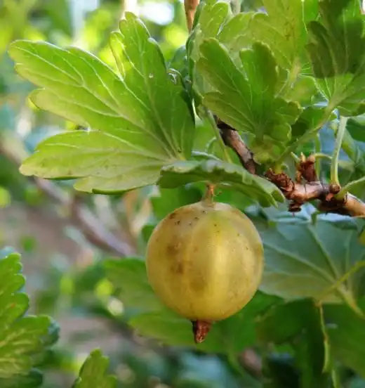 Крыжовник (Gooseberry)