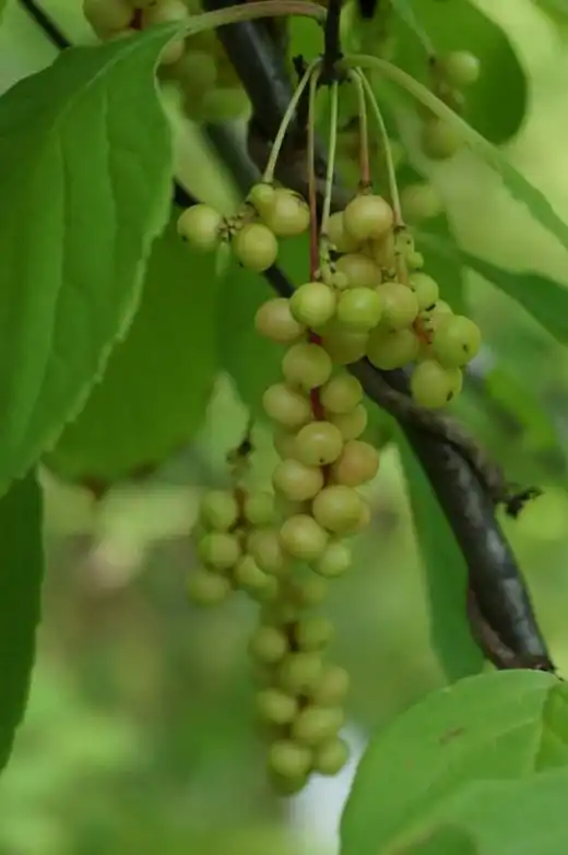 Лимонник китайский