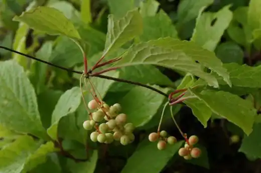 Лимонник китайский