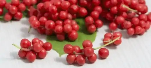 Лимонник китайський у питаннях