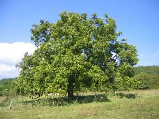 Грецький горіх - хліб майбутнього