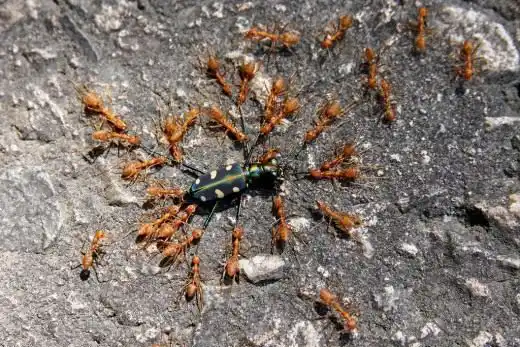 Муравьи (Ants)