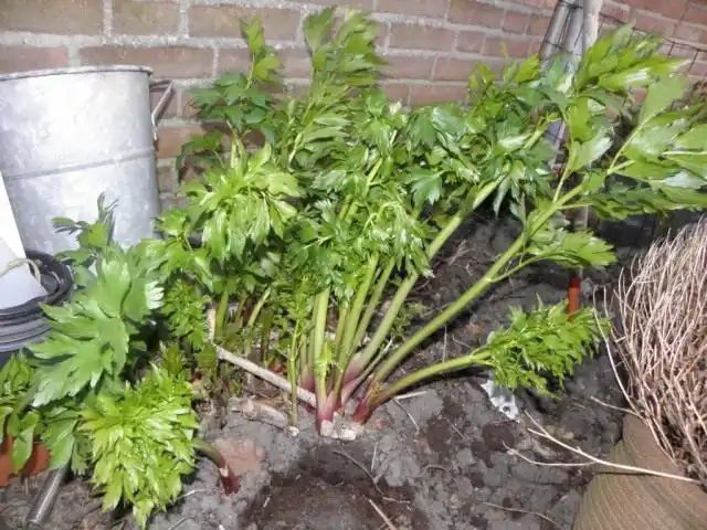Любисток лекарственный (Levisticum officinale)