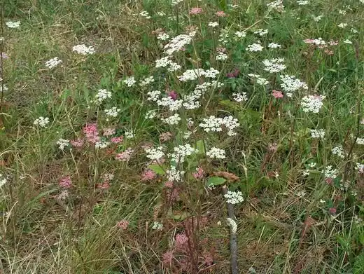 Лекарственные растения