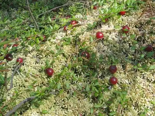 Клюква обыкновенная на болоте