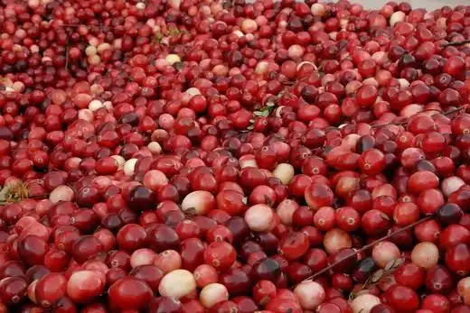 Клюква крупноплодная