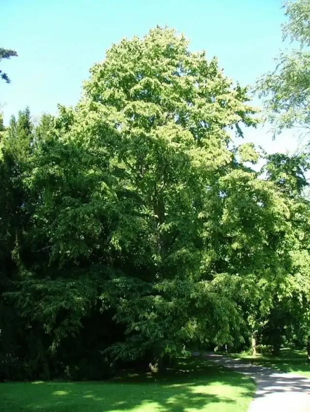 Лещина древовидная, или Орех медвежий (Corylus colurna)