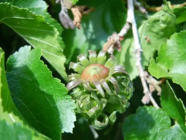 Орех лещины древовидной