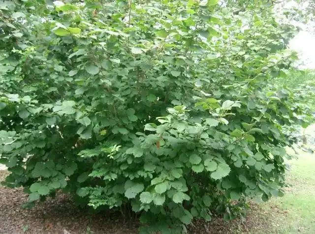 Лещина разнолистная (Corylus heterophylla)