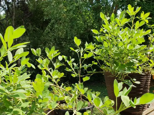 В жаркие летние дни арахис можно выставлять на балкон