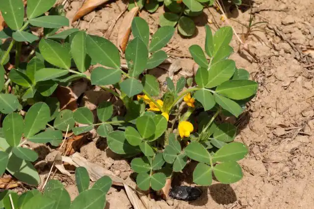 Уход за посевами арахиса состоит в прополке сорняков и рыхлении междурядий