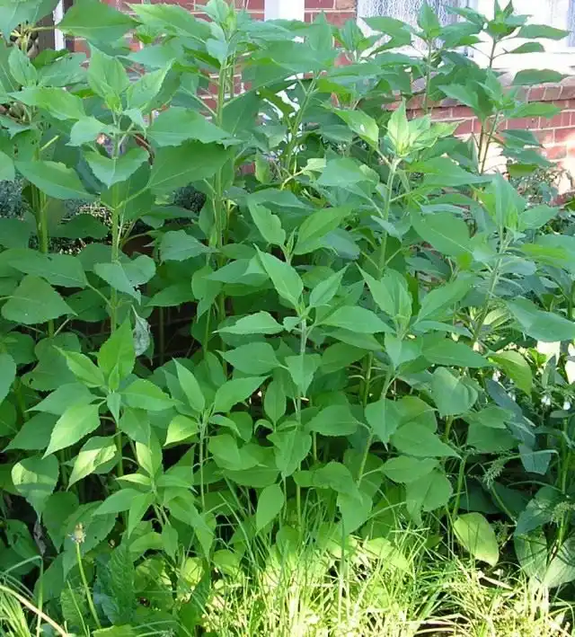 Топинамбур, или Подсолнечник клубненосный. Растение известно также под названием «земляная груша», «иерусалимский артишок», «бульба», «бульва», «бараболя»