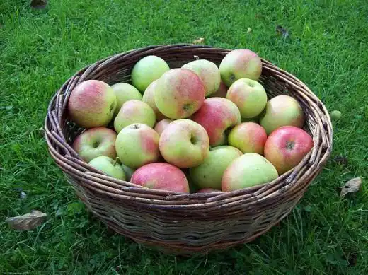 Яблоки