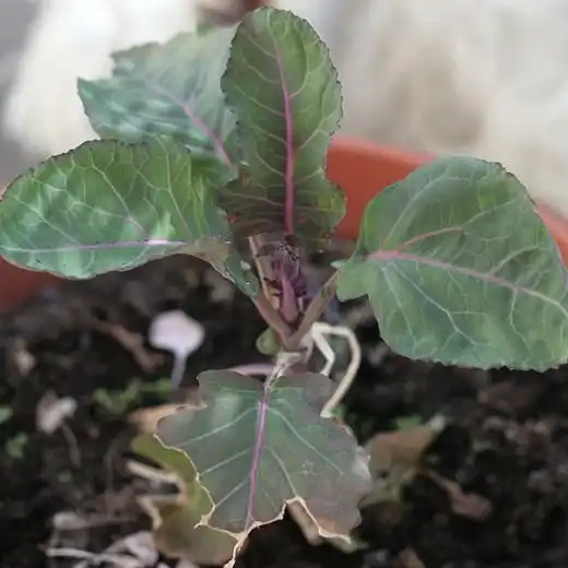 Цветная капуста