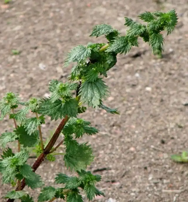 Крапива жгучая