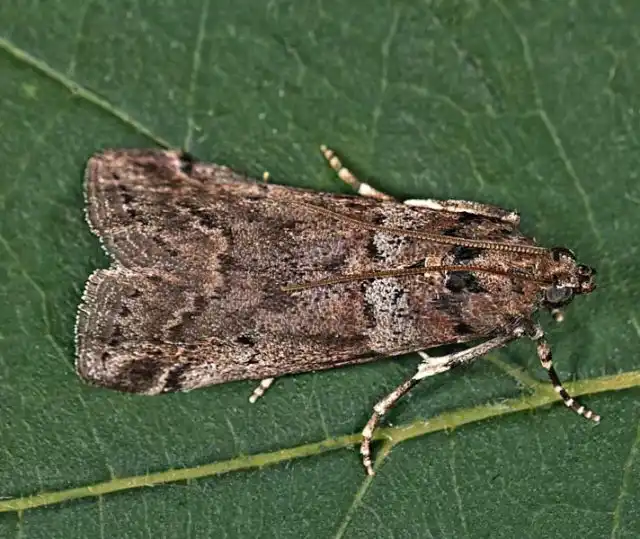 Личинки Acrobasis legatea питаются преимущественно крушиной слабительной и ольховидной. Размах крыльев бабочки от 19 до 25 мм.