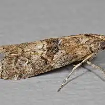 Acrobasis obtusella
