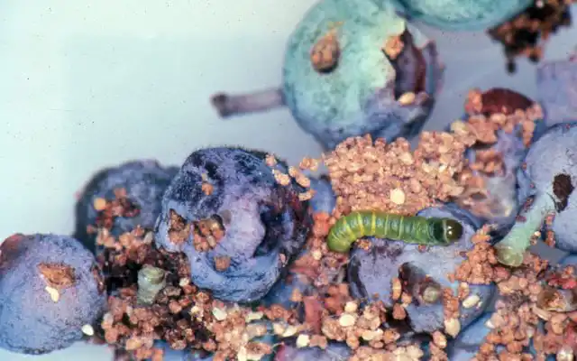 В рацион питания личинки Acrobasis vaccinii входят ягоды голубики высокорослой, клюквы крупноплодной, брусники обыкновенной, черники тычиночной, гейлюссакии