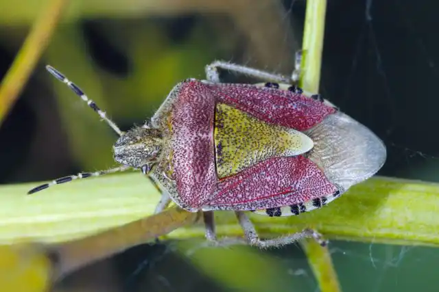 Тело ягодного клопа в длину достигает от 10 до 12 мм и в зависимости от возраста и времени года может иметь красновато-, серовато- или желтовато-бурый окрас