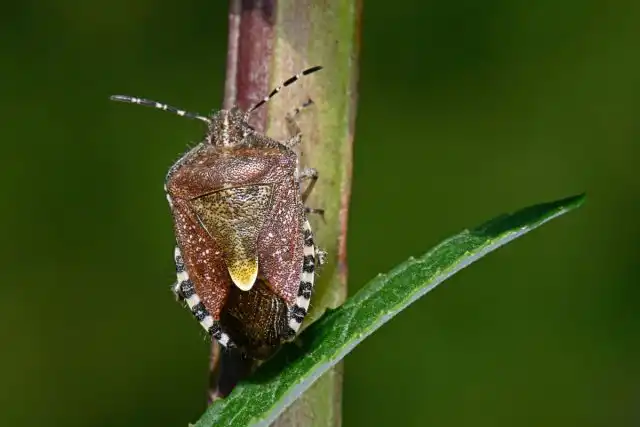 Питается щитник, как и другие сосущие насекомые, соками растений. При этом повреждает цветки, плоды, листья и побеги. Особенно любит ягодные культуры – малину и смородину