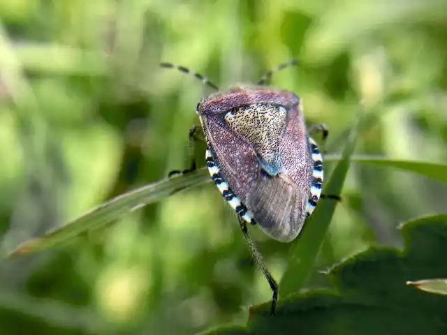 Ягодные щитники с мая начинают откладывать яйца, из которых спустя 1-2 недели появляются личинки. И в начале августа достигают максимальной численности. А вот уже в конце августа уходят на зимовку
