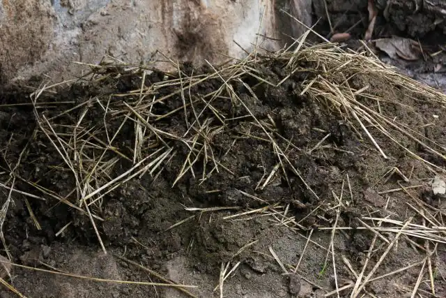 Внимание владельцев колли и других британских пастушьих пород! Не позволяйте своим питомцам есть конский, коровий или овечий навоз на прогулках