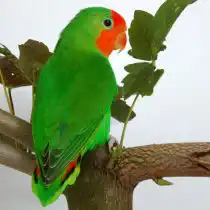 Попугай краснолицый (Agapornis pullarius)