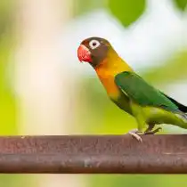 Попугай масковый (Agapornis personatus)